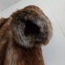 画像7: EFILEVOL Fur Coat Beige